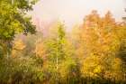 USA-New Hampshire-fall foliage north of Whitefield-along Rt 3 Art Print